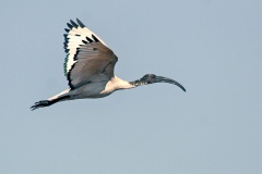 African Sacred Ibis [Threskiornis aethiopicus] 