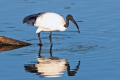 African Sacred Ibis [Threskiornis aethiopicus] 