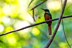 Rufous-tailed Jacamar [Galbula ruficauda melanogenia]