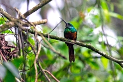 Rufous-tailed Jacamar [Galbula ruficauda melanogenia]