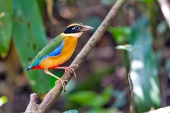 Blue-winged Pitta [Pitta moluccensis] 