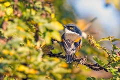 Cape Batis [Batis capensis hollidayi]