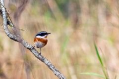 Cape Batis [Batis capensis hollidayi]