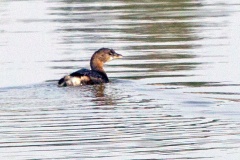 Pied-billed Grebe [Podilymbus podiceps antarcticus] 