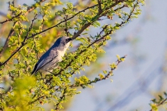 Masked Gnatcatcher [Polioptila dumicola dumicola] 