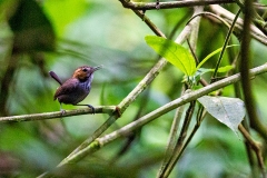 Tawny-faced Gnatwren [Microbates cinereiventris semitorquatus]