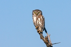 Pearl-spotted Owlet [Glaucidium perlatum licua]