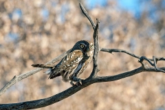 Pearl-spotted Owlet [Glaucidium perlatum licua]