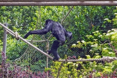 Siamang [Symphalangus syndactylus]