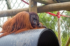 Bornean Orang-utan [Pongo pygmaeus]