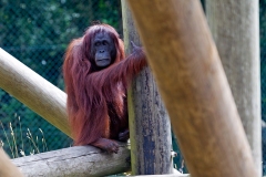 Bornean Orang-utan [Pongo pygmaeus]