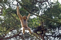 Yellow-cheeked Gibbon [Nomascus gabriellae]