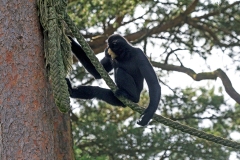 Yellow-cheeked Gibbon [Nomascus gabriellae]