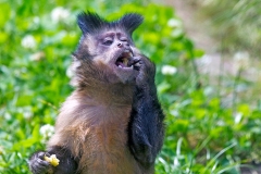 Black Capuchin [Sapajus nigritus]