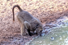 Chacma Baboon [Papio ursinus griseipes]