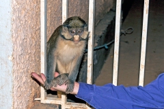 Red-tailed Guenon [Cercopithecus ascanius]