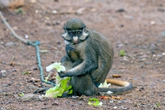 Red-tailed Guenon [Cercopithecus ascanius]