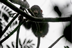Common Chimpanzee [Pan troglodytes verus]
