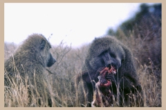 Olive Baboon [Papio anubis]