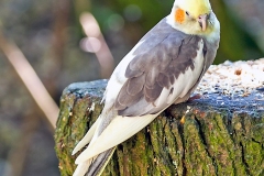 Cockatiel [Nymphicus hollandicus] 
