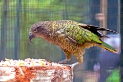 Kea [Nestor notabilis] 