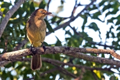Sombre Greenbul [Andropadus importunus oleaginus] 