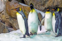 King Penguin [Aptenodytes patagonicus] 