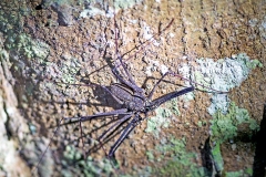 tail-less whipscorpion [Heterophrynus sp.]