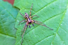 Buzzing Spider [Anyphaena accentuata]