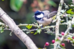 Coal Tit [Periparus ater britannicus]