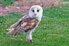 Western Barn Owl [Tyto alba alba] 