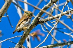 Ferruginous Pygmy Owl [Glaucidium brasilianum ridgwayi]