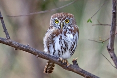 Pearl-spotted Owlet [Glaucidium perlatum licua] 