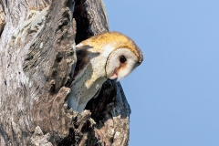 Western Barn Owl [Tyto alba poensis] 