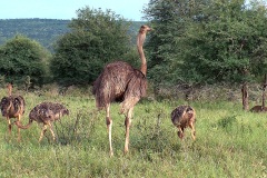Common Ostrich [Struthio camelus australis]