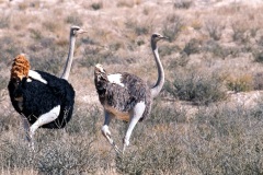 Common Ostrich [Struthio camelus australis]