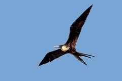Magnificent Frigatebird [Fregata magnificens magnificens] 