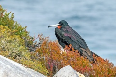 Magnificent Frigatebird [Fregata magnificens magnificens] 