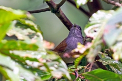 African Hill Babbler [Sylvia abyssinica abyssinica]