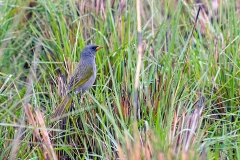 Pampa Finch [Embernagra platensis platensis]