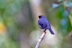Black-faced Solitaire [Myadestes melanops] 