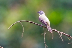 Yellow-crowned Tyrannulet [Tyrannulus elatus] 