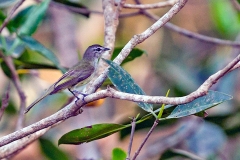Greenish Elaenia [Myiopagis viridicata accola] 