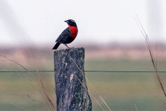 White-browed Meadowlark [Leistes superciliaris]