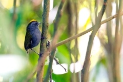 Wrenthrush [Zeledonia coronata]